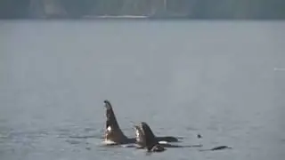 Wild Orcas, British Columbia, Canada | Whale and Dolphin Conservation
