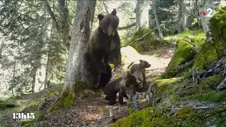🇫🇷 🐻 Pyrénées : quand l'ours attaque - 27/11/2021