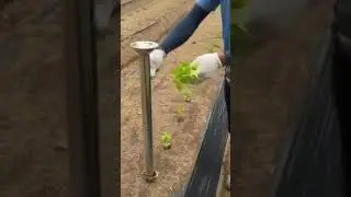 Amazing Plantation technique.. 🪴 🌱 🌿 🌾 see description SKILLS AND CALIBER #shorts