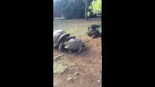 Turtles :DDD - Mauritius 2016