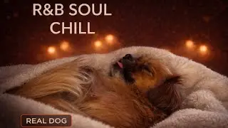 🎶Good Vibes - Stay Calm | Chill R&B & Soul Music with a Relaxing Dog