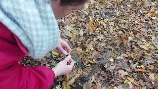 Tieing tarpaulin shelter corner ropes to pegs