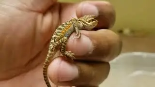 The 100% het witblit baby beaded dragon ( Red cross) are mostly done hatching. Adorable.