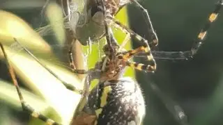 BUG WARS BATTLE!!! Banded Garden Spider vs Short horned Grasshopper 