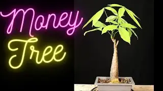 Money Tree Pachira Aquatica or Malabar Chestnut. Can they take a big chop?