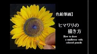 【色鉛筆画】ヒマワリの描き方 How to draw a sunflower with colored pencils