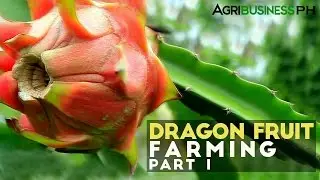 Dragon fruit farming in the Philippines : Dragon fruit farming Part 1 #Agribusiness