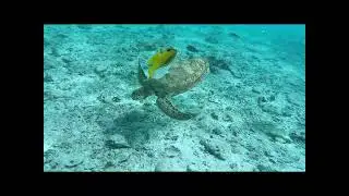 Rarotonga, Cook Islands