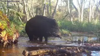 PI&Egrave;GE PHOTO ANIMAUX  - SANGLIER DE JOUR ET CHEVREUIL
