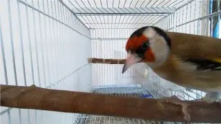 Carduelis carduelis 1 hour footage