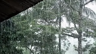 Deep Calm with Real Shingle Rain 🌧️ Authentic Village Rain for Emotional Rest