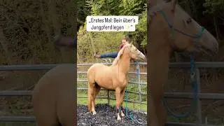 &bdquo;Jungpferd anreiten &ndash; Teil 1 🐴 Das erste Bein dr&uuml;berlegen&ldquo; #jungpferdeausbildung #pferdetraining