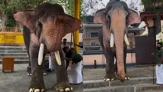 കുട്ടൻകുളങ്ങര മഹാവിഷ്ണുവിനെ തൊഴുത് അർജുനൻ ഇനി ഉത്സവസീസനിലേക്ക്😍#kuttankulangaraarjunan #latestvideo