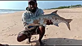 Surf casting for blue threadfin salmon (part 2)
