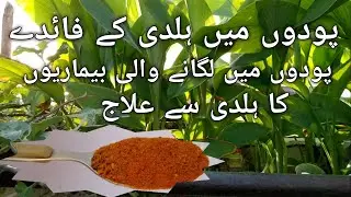 Benefits of haldi powder in garden/haldi benefits for plants/turmeric natural fungicide for plants/