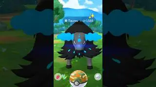 Finally I Got Aqua Breed Tauros Raid in #pokemongo