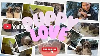 “Happiness has four legs🐶💖”| Chhoti si paw, bada sa pyaar🐾❤️ 