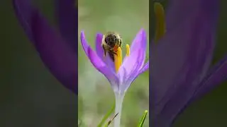 The Shocking Truth Behind Why Bees Collect Nectar and Pollen 🐝🌼