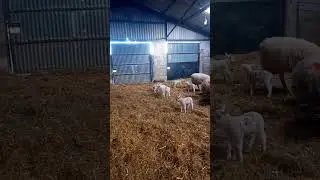 skipity skip skip #viral #fyp #lambs #agriculture #britishfarming