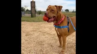 Buddy at Larimer Humane Society
