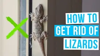 How to GET RID OF LIZARDS at home permanently remedy