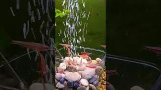 Rainbow shiners at it again
