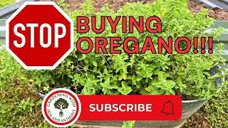 Stop Buying Oregano! How to harvest, Dry & Store fresh Oregano at Home