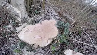 Derelict hazel coppice stem age.
