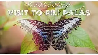 Visit to Pili Palas