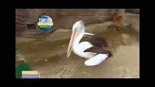Steve Jacobs gets bit on the bum by a pelican
