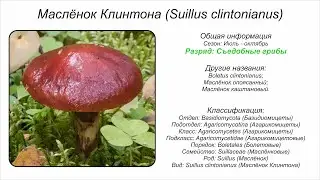 Маслёнок Клинтона (Suillus clintonianus)