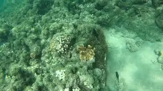 Atoll (Merten's) butterflyfish at Lord Howe Island