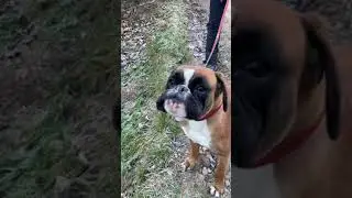 Boxer dog singing along with harmonica II.
