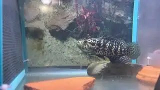 Managuense Cichlid Jaguar Cichlid