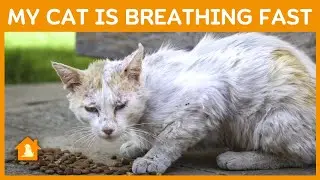What My Cat is Breathing Fast Can Teach You About Life | Pets Guideline