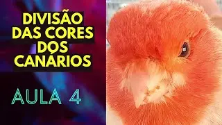 DIVIS&Atilde;O DAS CORES DOS CAN&Aacute;RIOS - 