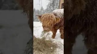 Snowy HIGHLAND COOS #cow #highland #farmlife #selfreliance #homestead #snow #farming #offgrid