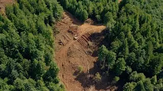 Clear Cut 2 4K 24p - Redwood Trees Harvested - Northern California
