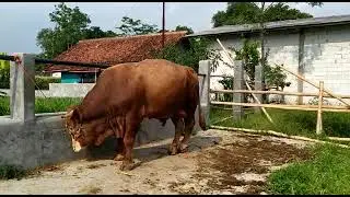 Sapi Aneh.