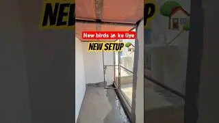 New birds ke liye new setup 🏠 #budiges #birds #lovebirds #parrot #cage #setup #colony #vlog #pet