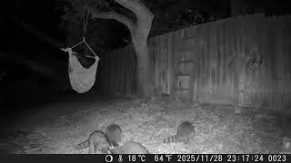 Backyard Uninvited Guests (Steiner Ranch Texas)