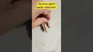 tecoma plant seeds