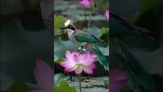 Lotus Queen 4K: Bird of Grace #birdsong #birds #nature