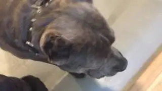 Client Dog: Cane Corso Showing Respect Through Thresholds, Stairs, and Tight Spaces