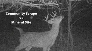 Communtiy Scrape vs Mineral Site for Trail Camera Setup