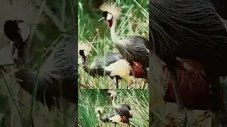 #birds beautiful capture #4kwildlife #animals #4knaturesounds