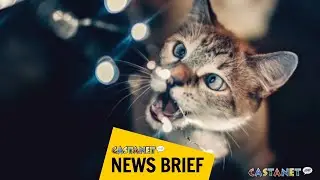 Christmas pet safety