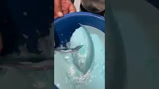 Voy a convertir estás dos barritas de jabón en jabón liquido