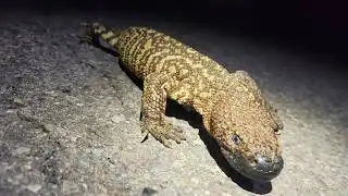 Herping Mexico 2025