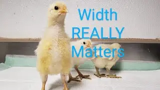 Dual Purpose Poultry - The most important trait to select for!